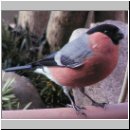 Pyrrhula pyrrhula - Gimpel m09.jpg